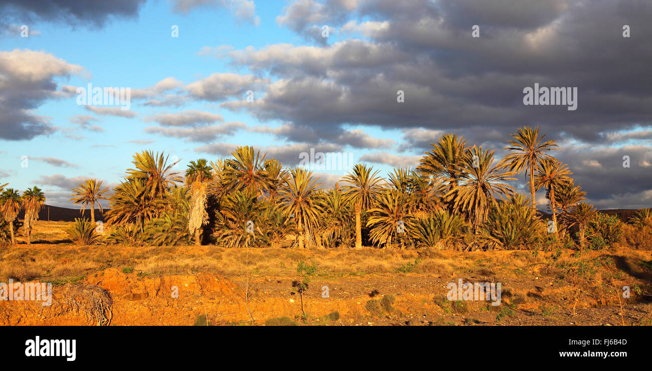 Kanarische Insel Dattelpalme (Phoenix Canariensis), Barranco De La Torre, Kanarischen Inseln, Fuerteventura Stockfoto