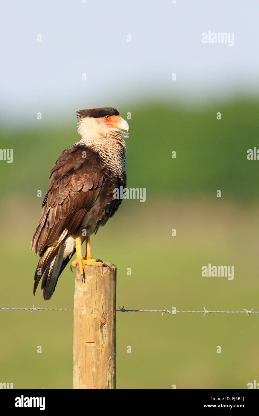 Nördlichen Crested Karakara (Caracara Cheriway), sitzt auf einem Zaunpfahl, USA, Florida, Kissimmee Stockfoto