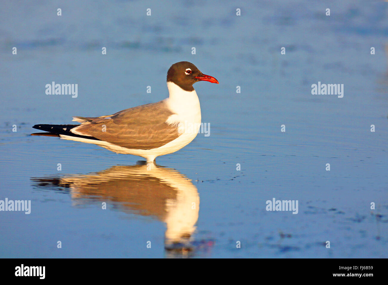 Möwe (Larus Atricilla) lachen, steht im flachen Wasser, USA, Florida, Fort De Soto Stockfoto