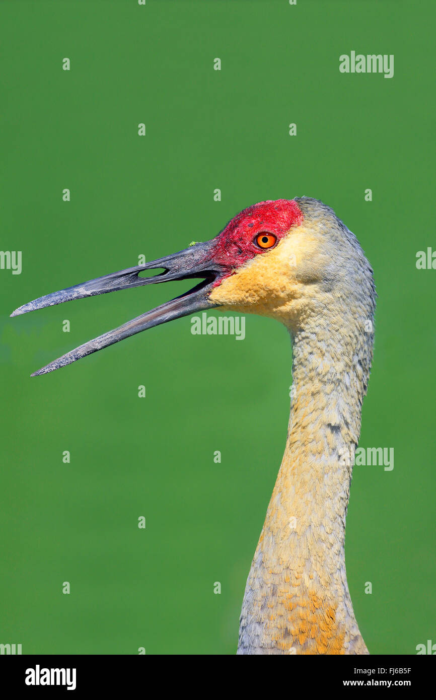 Sandhill Kran (Grus Canadensis), Porträt, Aufruf, USA, Florida, Kissimmee Stockfoto