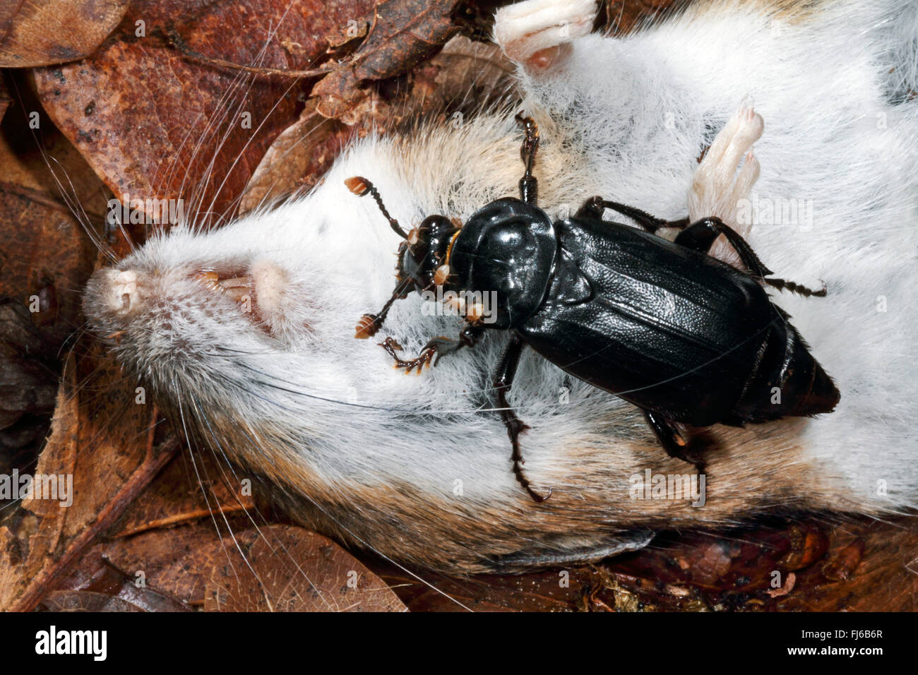 Schwarze Käfer (Necrophorus Humator, Nicrophorus Humator) zu begraben, Fütterung auf eine tote Maus, Deutschland Stockfoto