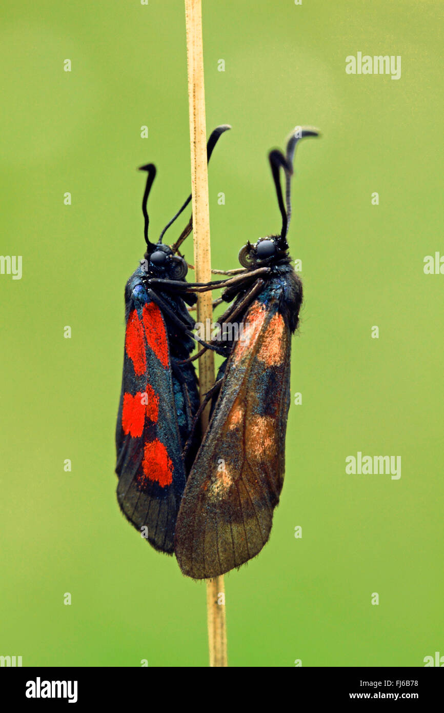 New Forest Burnet (Zygaena Viciae Zygaena Meliloti, Thermophila Meliloti, Anthrocera Meliloti, Sphinx Meliloti), paar, Deutschland Stockfoto