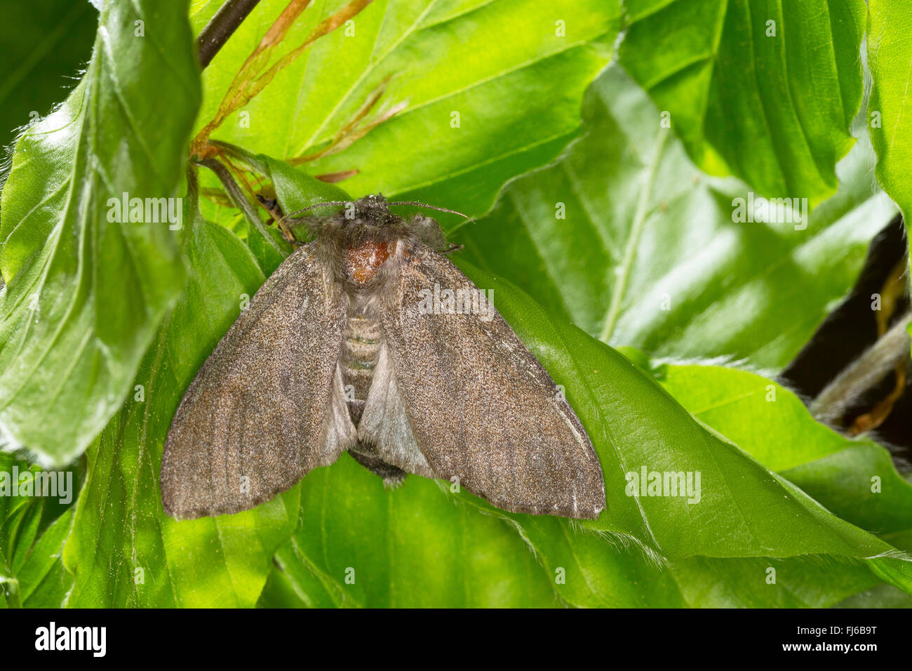 Blasse Grasbüschel, Red-Tail Motte (Dasychira Pudibunda, Olena Pudibunda, Calliteara Pudibunda, Elkneria Pudibunda), sitzt auf einem Buche Blatt, Deutschland Stockfoto