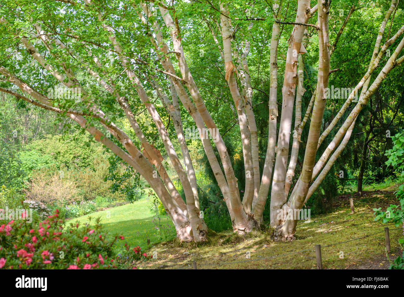 Erman Birke, Russische Rock-Birke (Betula Ermanii 'Grayswood Hill', Betula Ermanii Grayswood Hill), Stämme der Sorte Grayswood Hill, Großbritannien Stockfoto