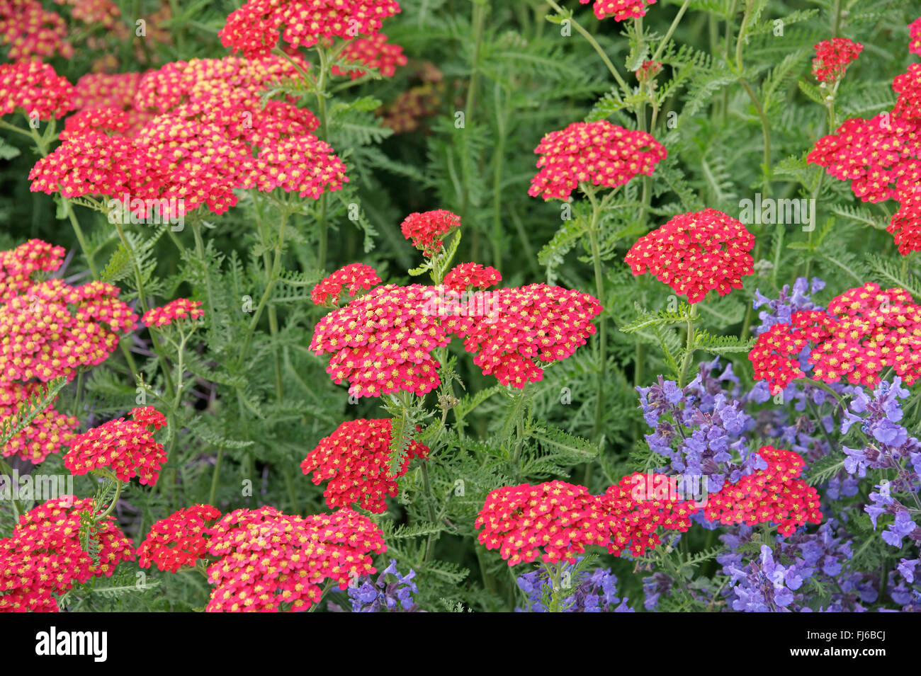 Schafgarbe, gemeinsame Schafgarbe (Achillea Millefolium 'Paprika', Achillea Millefolium Paprika), Sorte Paprika, Niederlande Stockfoto