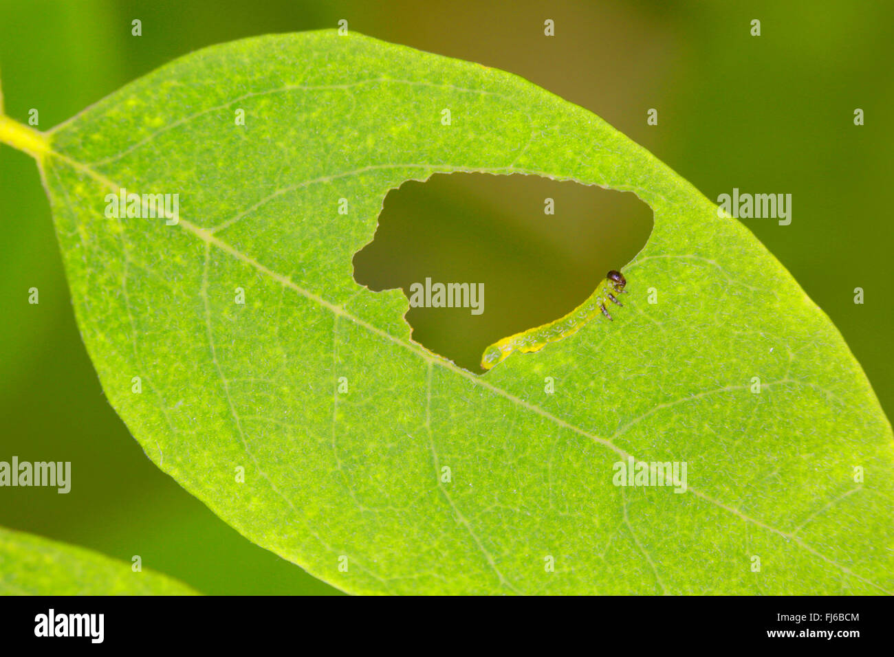 Weide Blattwespen (Nematus Salicis), junge Larven essen Loch in ein Weidenblatt, Niederbayern, Niederbayern, Bayern, Deutschland Stockfoto