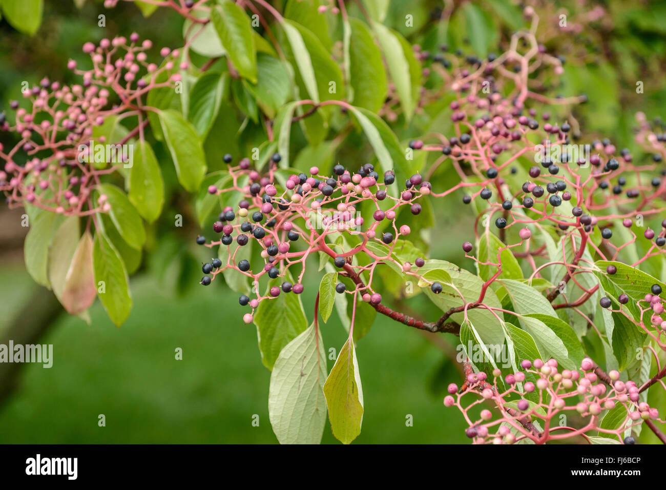 Riesen-Hartriegel (Cornus Controversa), Fruchtbildung, Deutschland Stockfoto