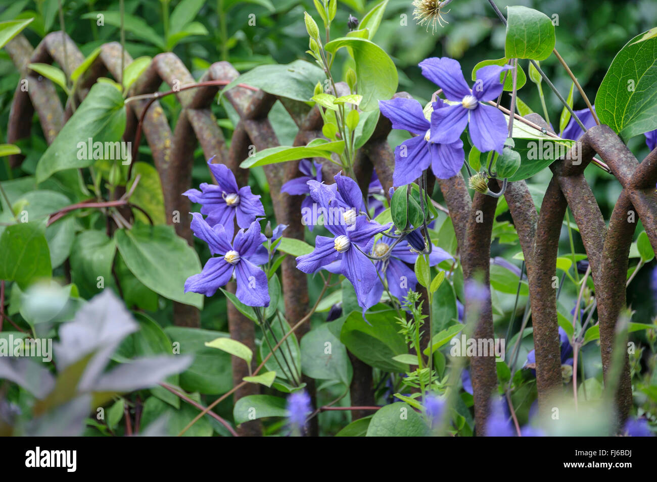 Clematis, Jungfrauen-Bower (Clematis spec.), Sorte Durandii Stockfoto