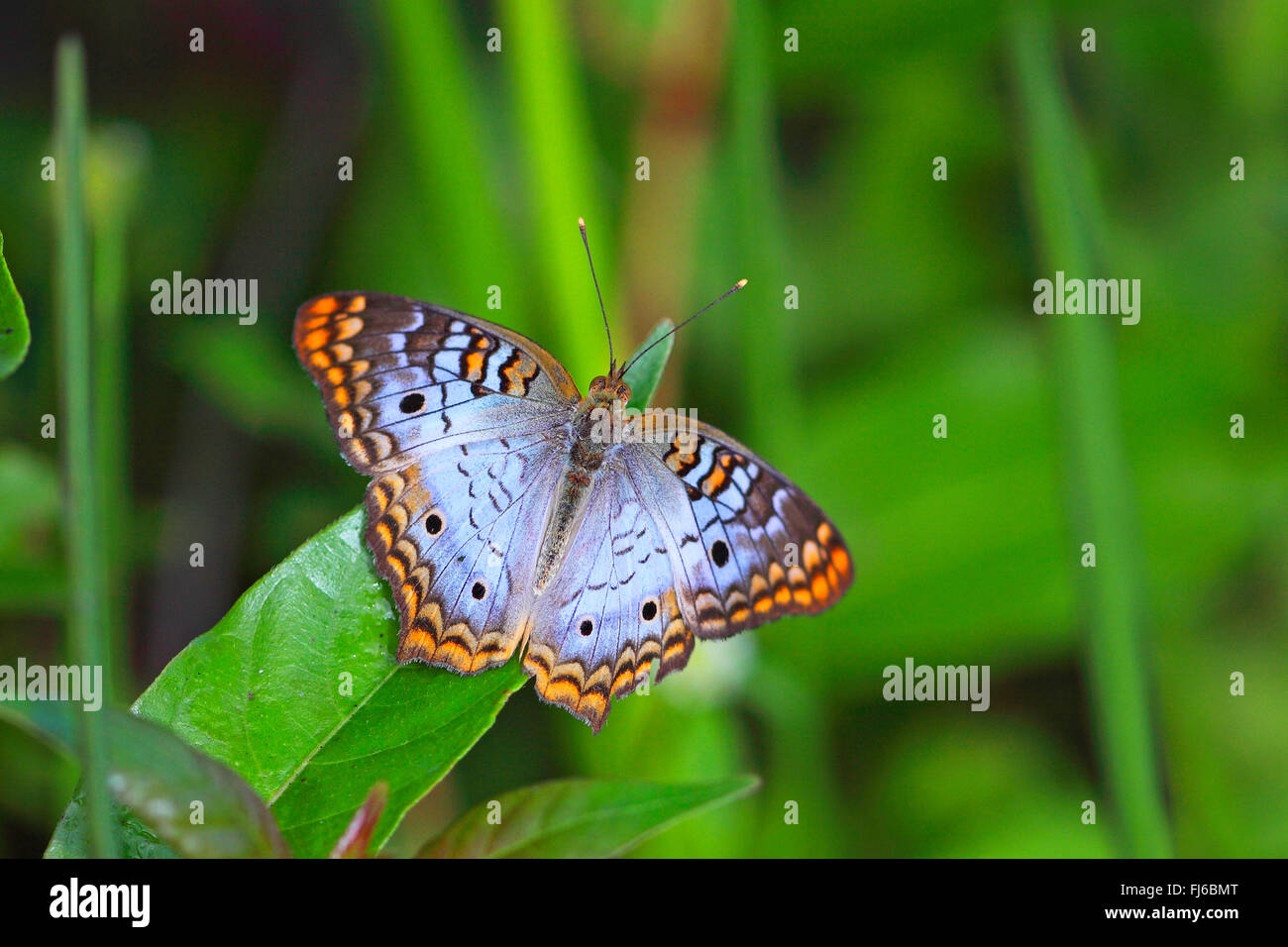 Weißer Pfau (Anartia Jatrophae), sitzt auf einem Blatt, USA, Florida, Everglades Nationalpark Stockfoto