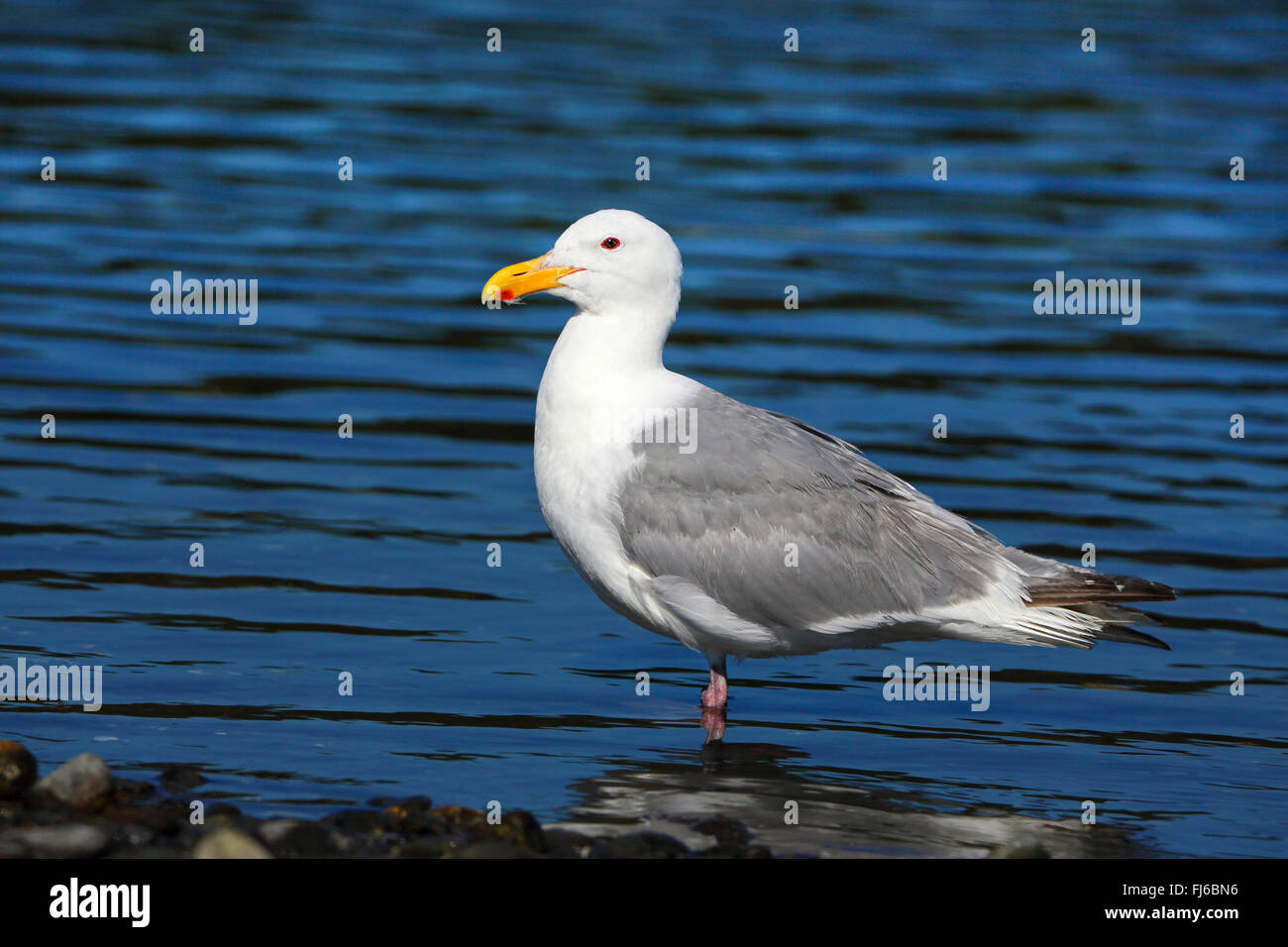 Glaucous geflügelte Möwe (Larus Glaucescens), steht am Ufer, Kanada, Victoria Stockfoto