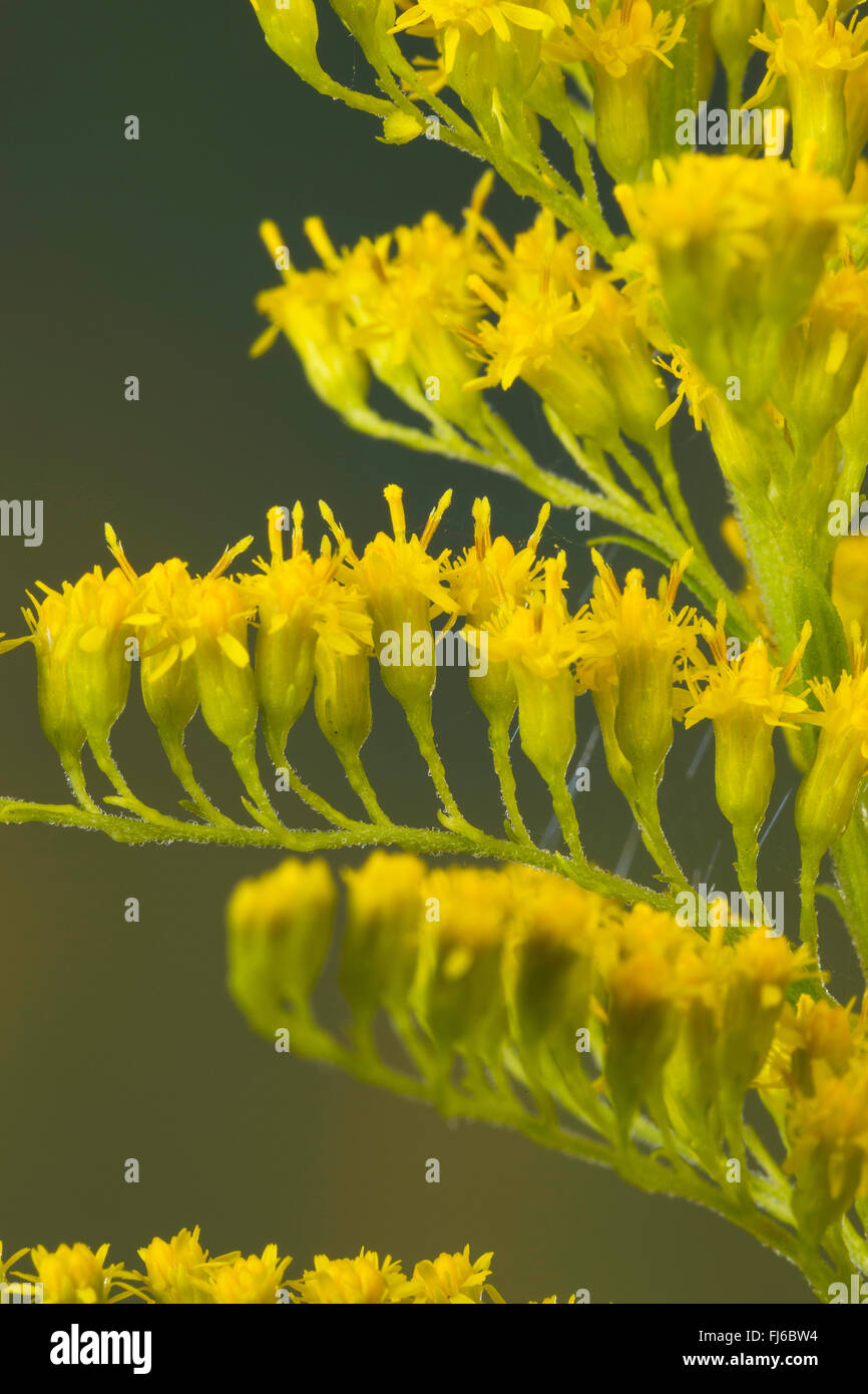 Kanadische Goldrute, Wiese Goldrute (Solidago Canadensis), Blumen, Deutschland Stockfoto