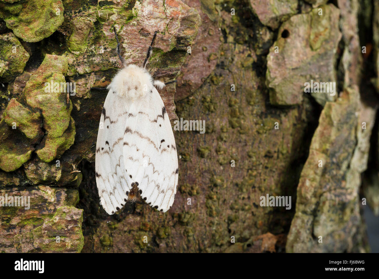 Gipsy Moth (Lymantria Dispar), weibliche auf Rinde, Deutschland Stockfoto