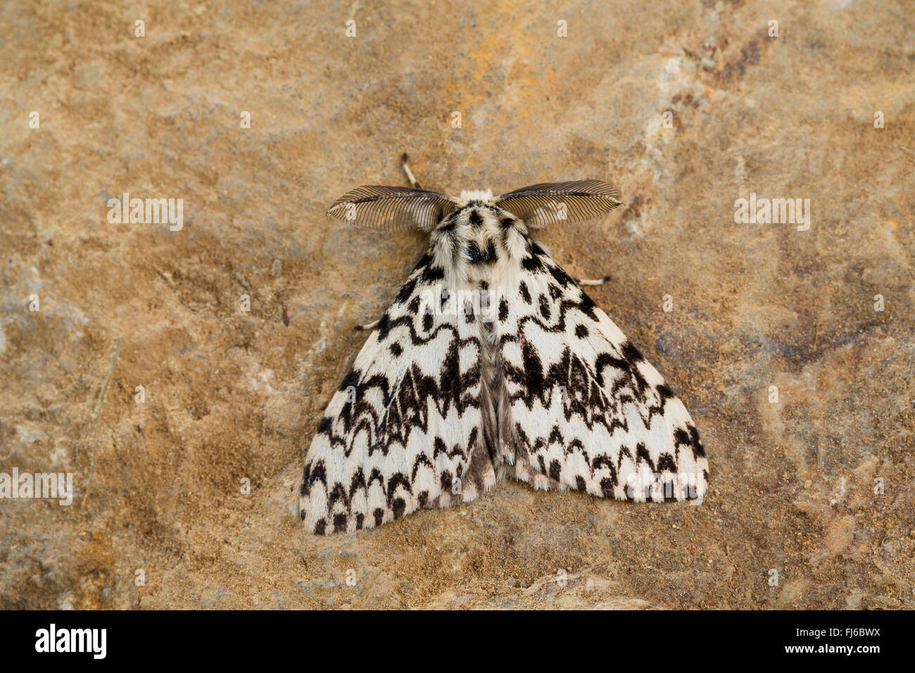 schwarze Bögen (Lymantria Monacha), Männlich, Deutschland Stockfoto