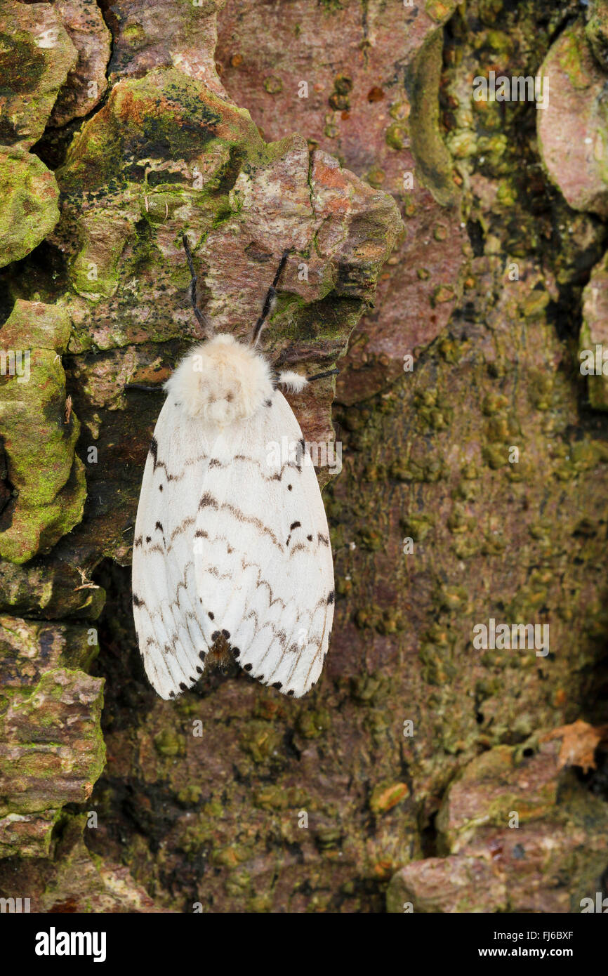 Gipsy Moth (Lymantria Dispar), weibliche auf Rinde, Deutschland Stockfoto