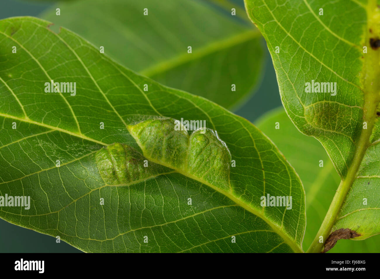 Walnuss Blatt Gall Mite (Eriophyes Erineus, Aceria Erinea, Aceria Erineus), Blätter Schäden an Walnuss, Deutschland Stockfoto