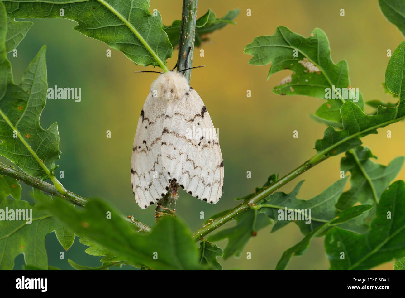 Gipsy Moth (Lymantria Dispar), Weibchen auf einer Eiche, Deutschland Stockfoto
