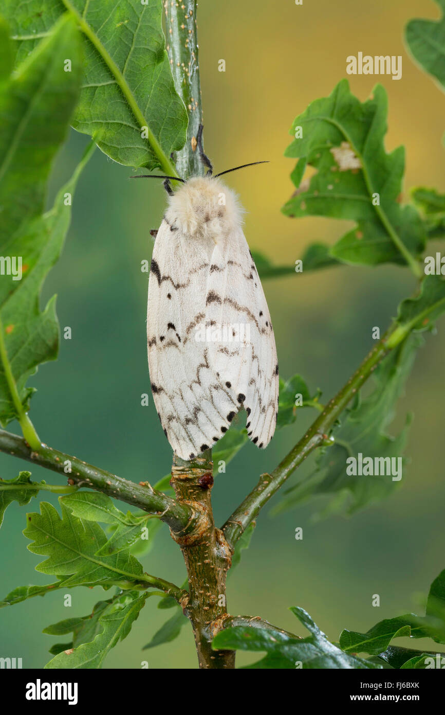 Gipsy Moth (Lymantria Dispar), Weibchen auf einer Eiche, Deutschland Stockfoto