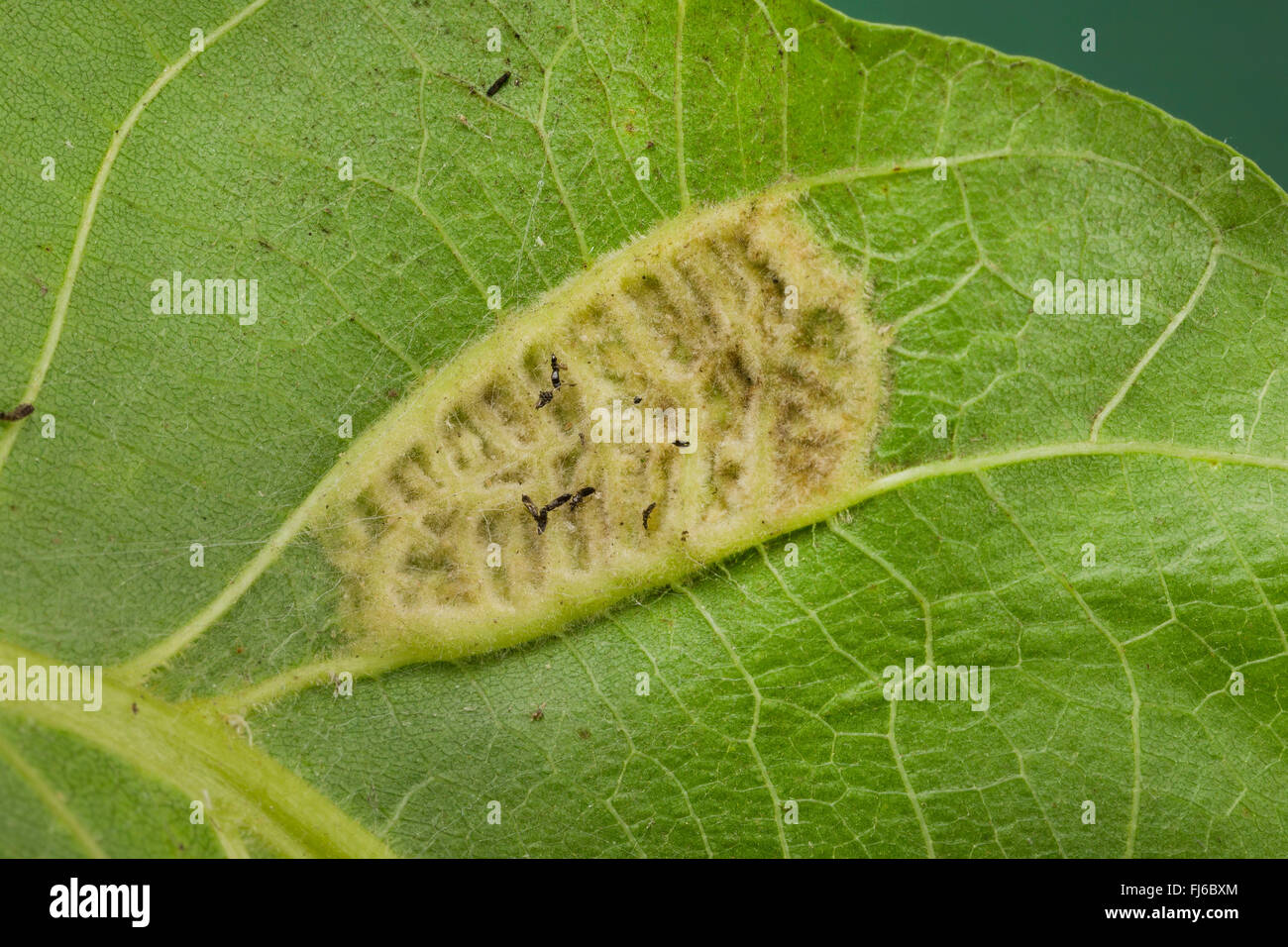 Walnuss Blatt Gall Mite (Eriophyes Erineus, Aceria Erinea, Aceria Erineus), Blätter Schäden an Walnuss, Deutschland Stockfoto