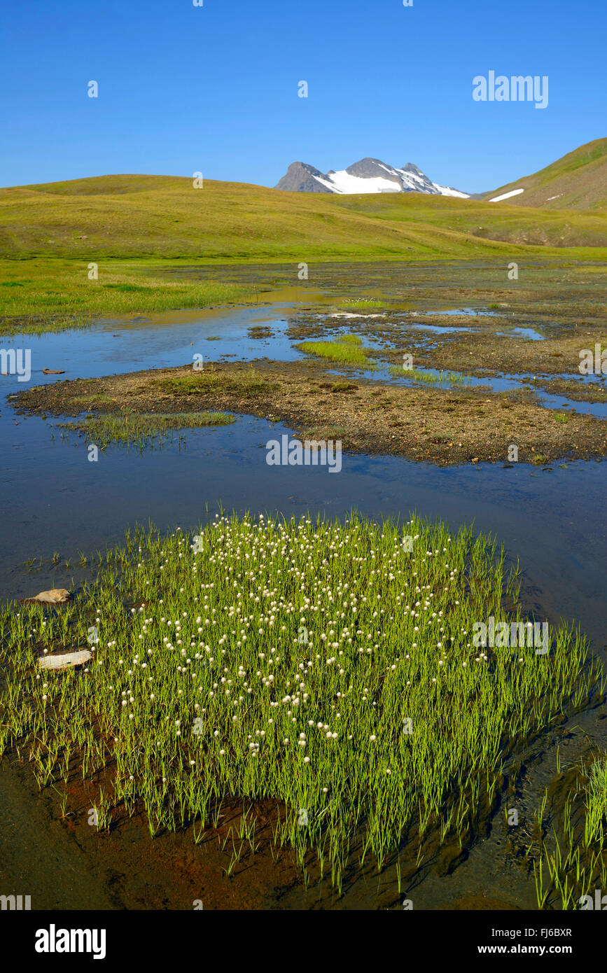 Moor-Teich in den Alpen, Frankreich, Savoie, Nationalparks Vanoise, Bonnevel Sur Bögen Stockfoto