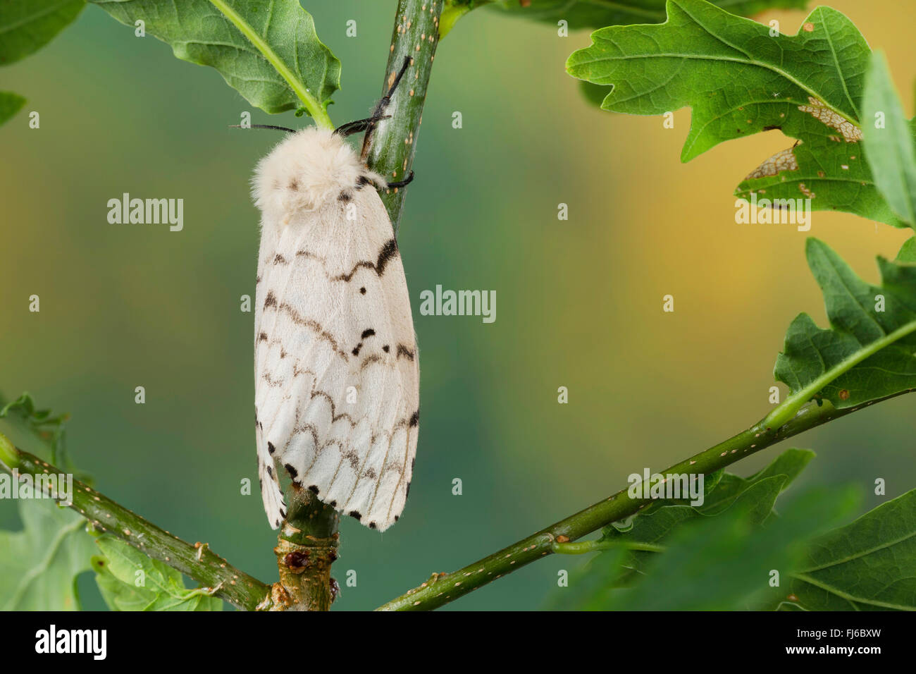 Gipsy Moth (Lymantria Dispar), Weibchen auf einer Eiche, Deutschland Stockfoto
