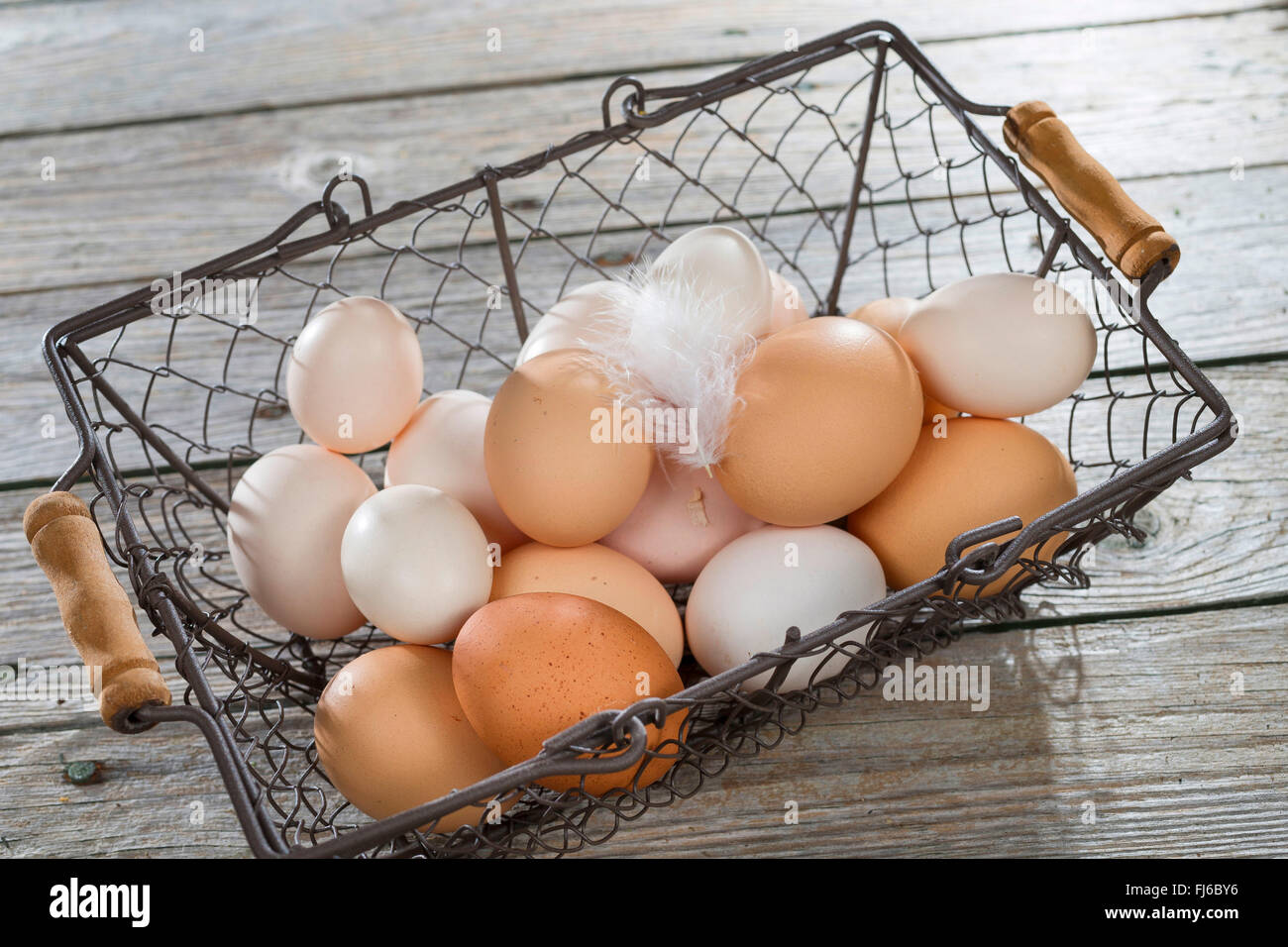 Bantam (Gallus Gallus F. Domestica), Eiern von glücklichen Hühnern, Deutschland Stockfoto