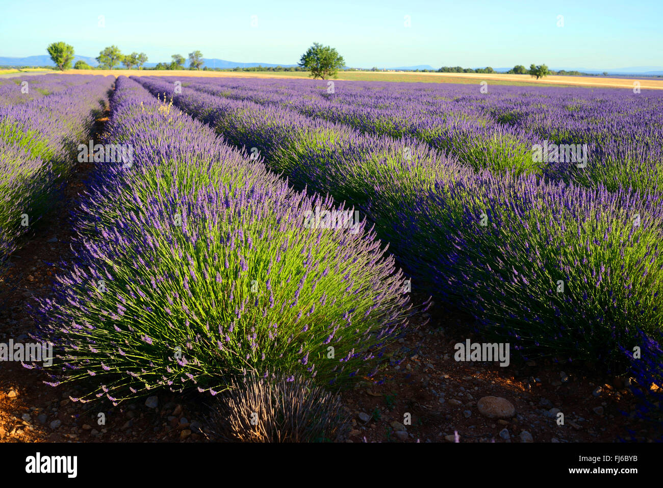 Lavendel (Lavandula Angustifolia), blühende Lavendelfelder, Valensole, Alpes de Haute Provence, Provence, Frankreich Stockfoto