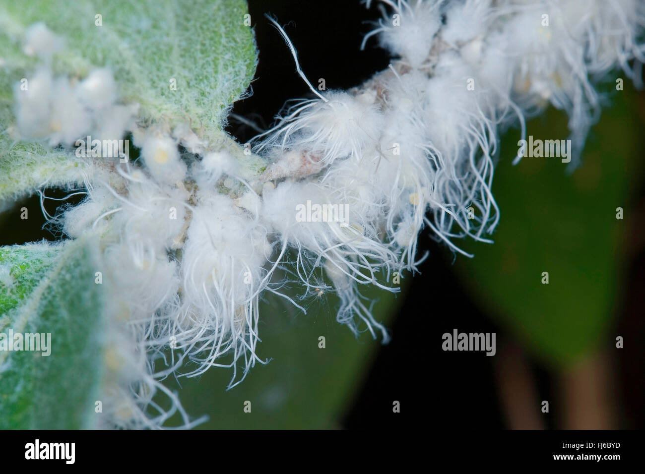 Wollläusen (Pseudococcidae), Schmierlaus an Lonicera, Deutschland Stockfoto