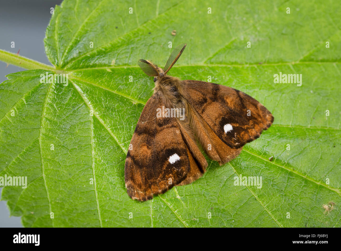 Vapourer Motte, gemeinsame Vapourer, rostigen Tussock Moth (Orgyia Antiqua, Orgyia Recens), Männchen auf Blatt, Deutschland Stockfoto