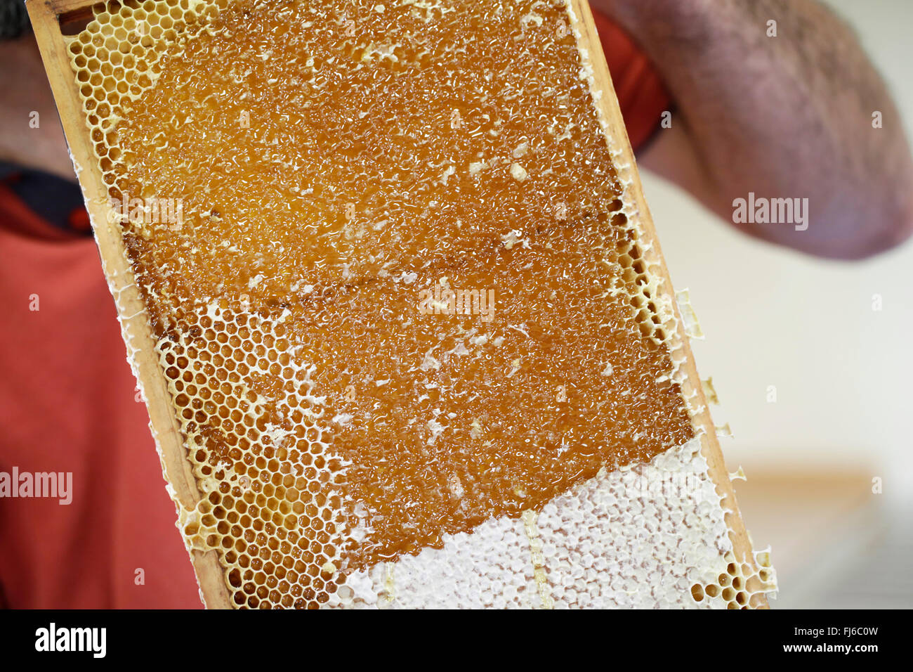 Honigbiene, Bienenkorb Biene (Apis Mellifera Mellifera), Holzrahmen mit gefüllten Honigwaben, Niederbayern, Niederbayern, Bayern, Deutschland Stockfoto