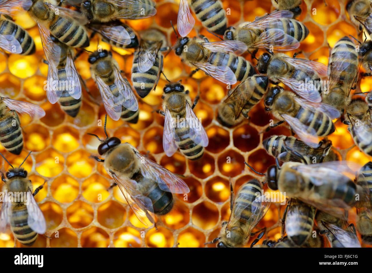 Honigbiene, Bienenkorb Biene (Apis Mellifera Mellifera), Bienen auf den Waben, Niederbayern, Niederbayern, Bayern, Deutschland Stockfoto