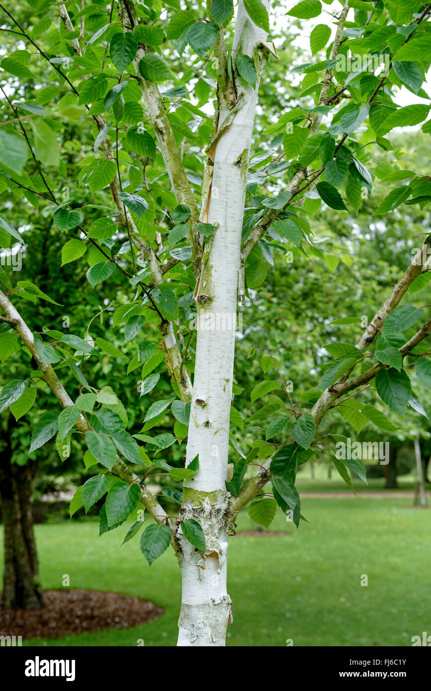Moorbirke (Betula Utilis 'Doorenbos', Betula Utilis Doorenbos), Stamm der Sorte Doorenbost, Vereinigtes Königreich Stockfoto