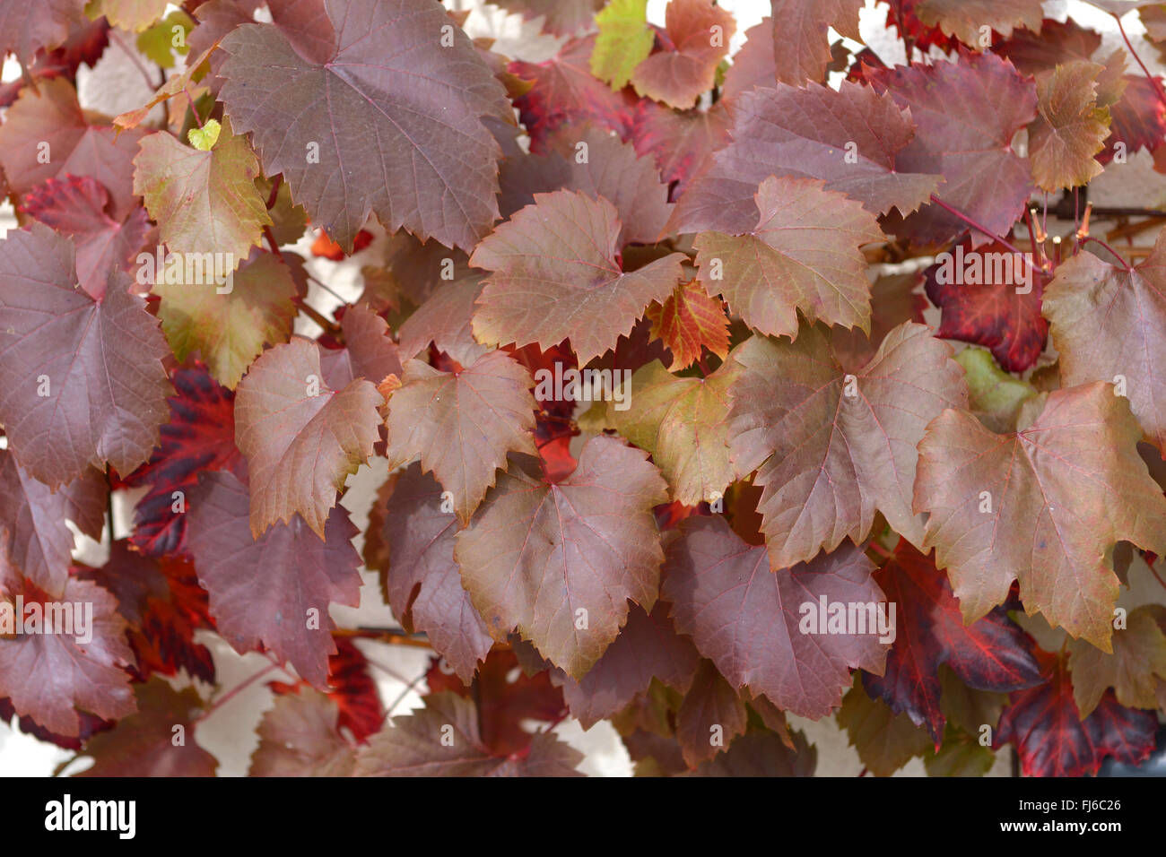 Rebe, Weinrebe (Vitis Vinifera 'Spetchley Red', Vitis Vinifera Spetchley Red), Blätter der Sorte Spetchley Red, Deutschland, Sachsen Stockfoto