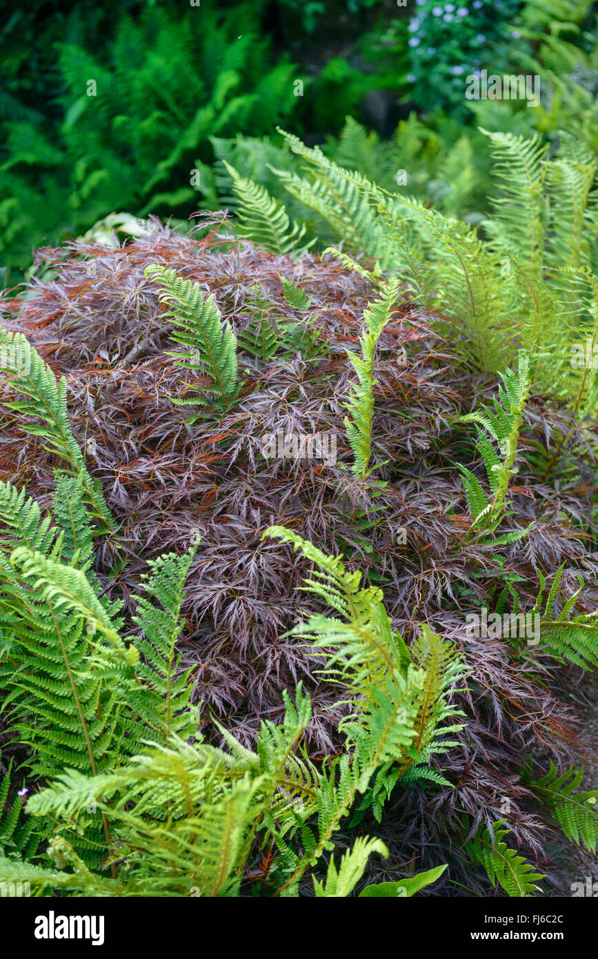 Japanischer Ahorn (Acer Palmatum 'Granat', Acer Palmatum Garnet), Sorte Garnet, Vereinigtes Königreich, England Stockfoto