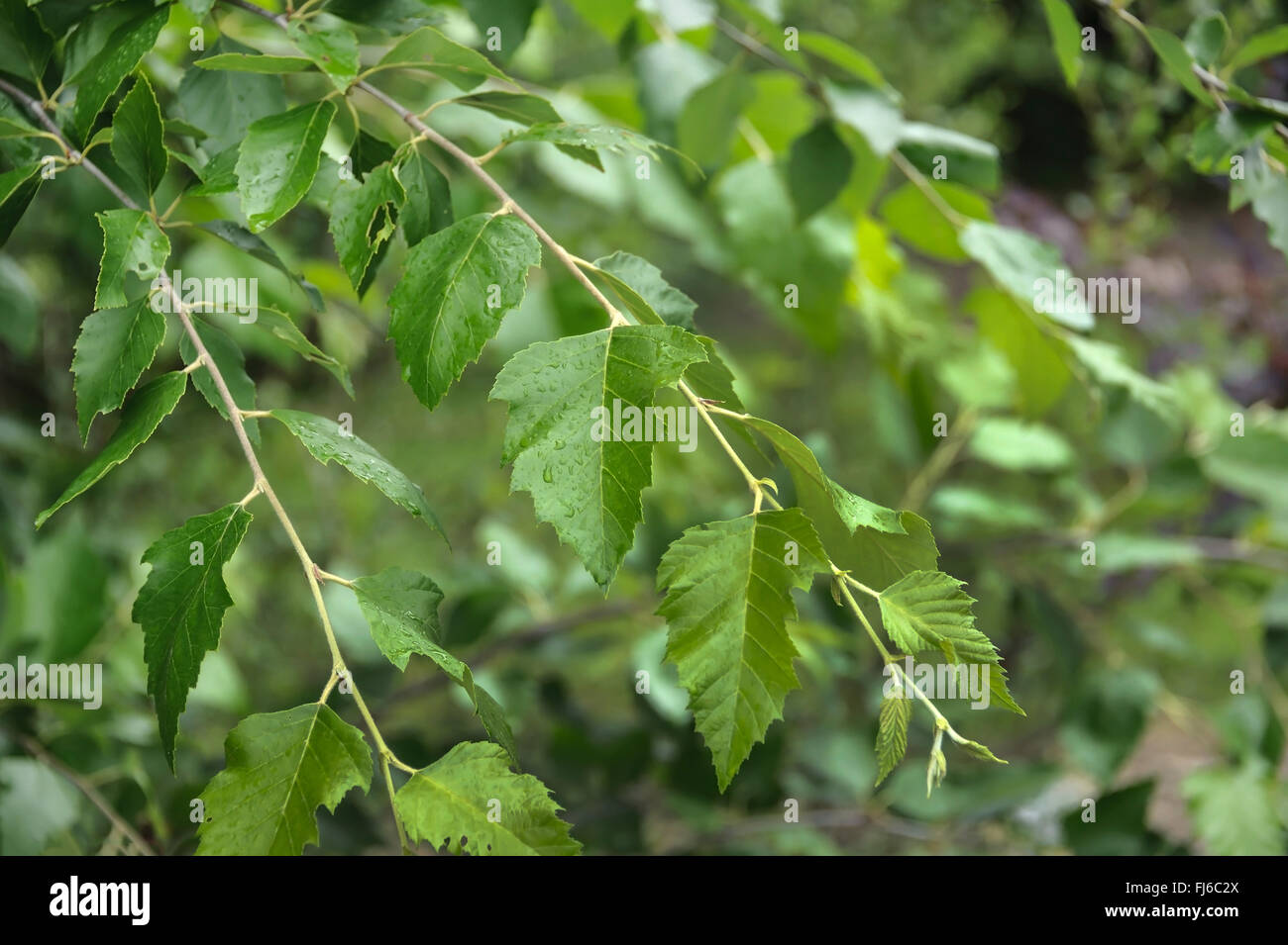 Fluss-Birke, schwarz-Birke (Betula Nigra), Zweig mit Blättern, Deutschland Stockfoto