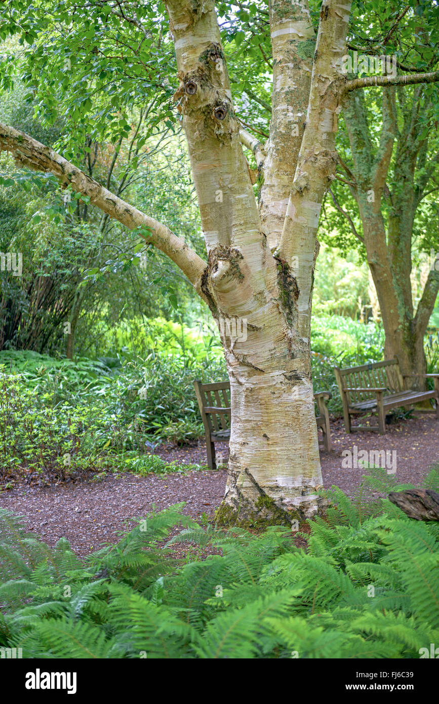 Moorbirke (Betula Utilis 'Jermyns', Betula Utilis Jermyns), Stamm der Sorte Jermyns, Vereinigtes Königreich Stockfoto