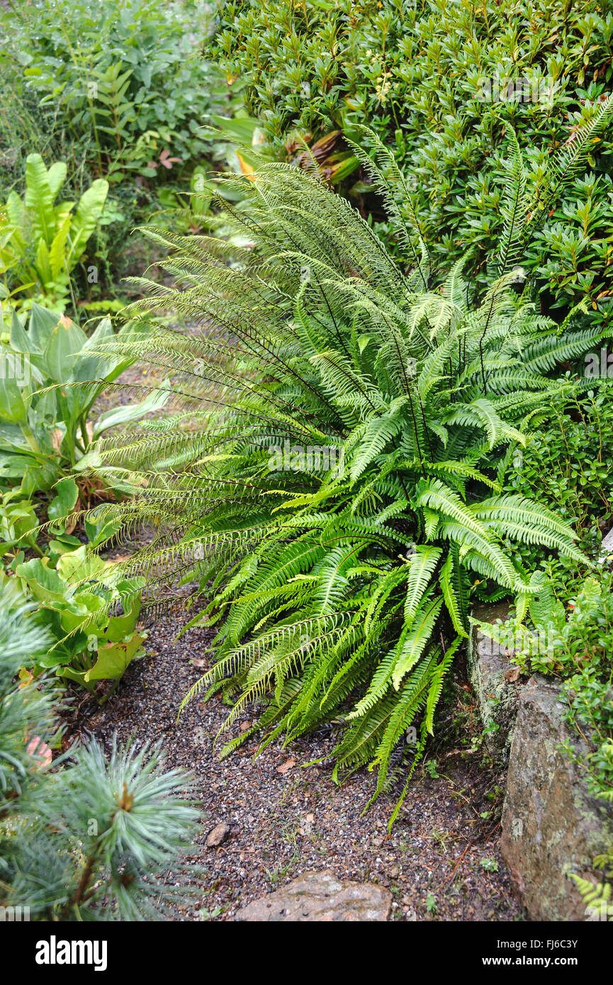 hart-Farn (Blechnum spicant), Einzelpflanze, Irland Stockfoto