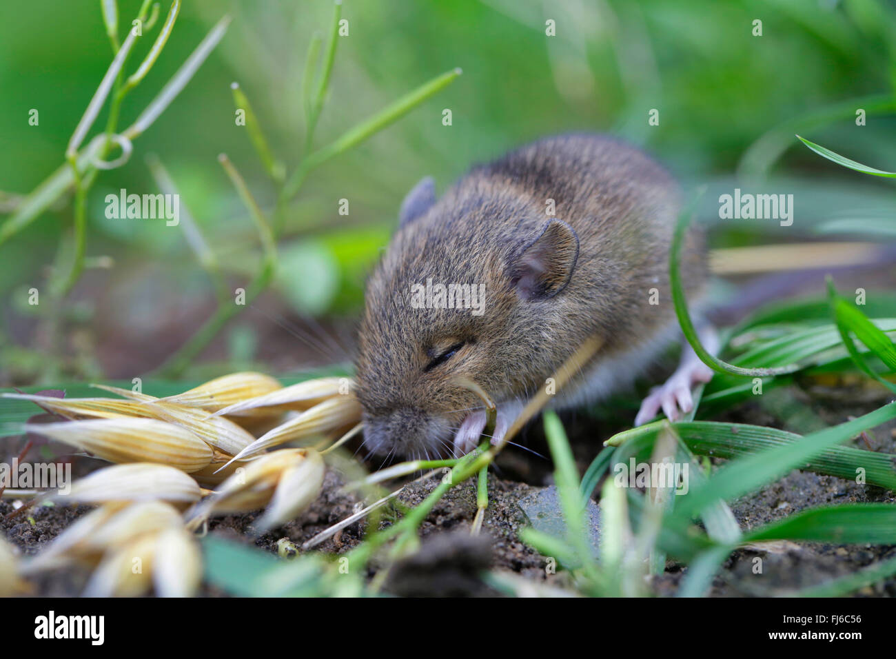 gemeinsamen Wühlmaus (Microtus Arvalis), junges Tier Essen Hafer Samen, Deutschland, Bayern Stockfoto