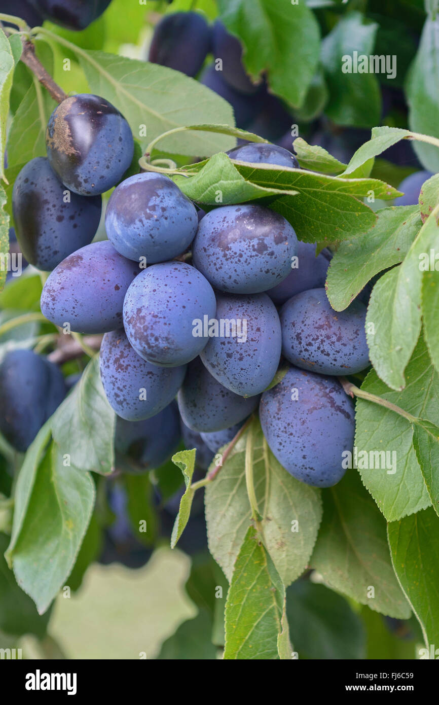 Pflaume (Prunus Domestica 'Chrudimer", Prunus Domestica Chrudimer), Pflaumen auf einem Ast, Sorte Chrudimer, Deutschland Stockfoto