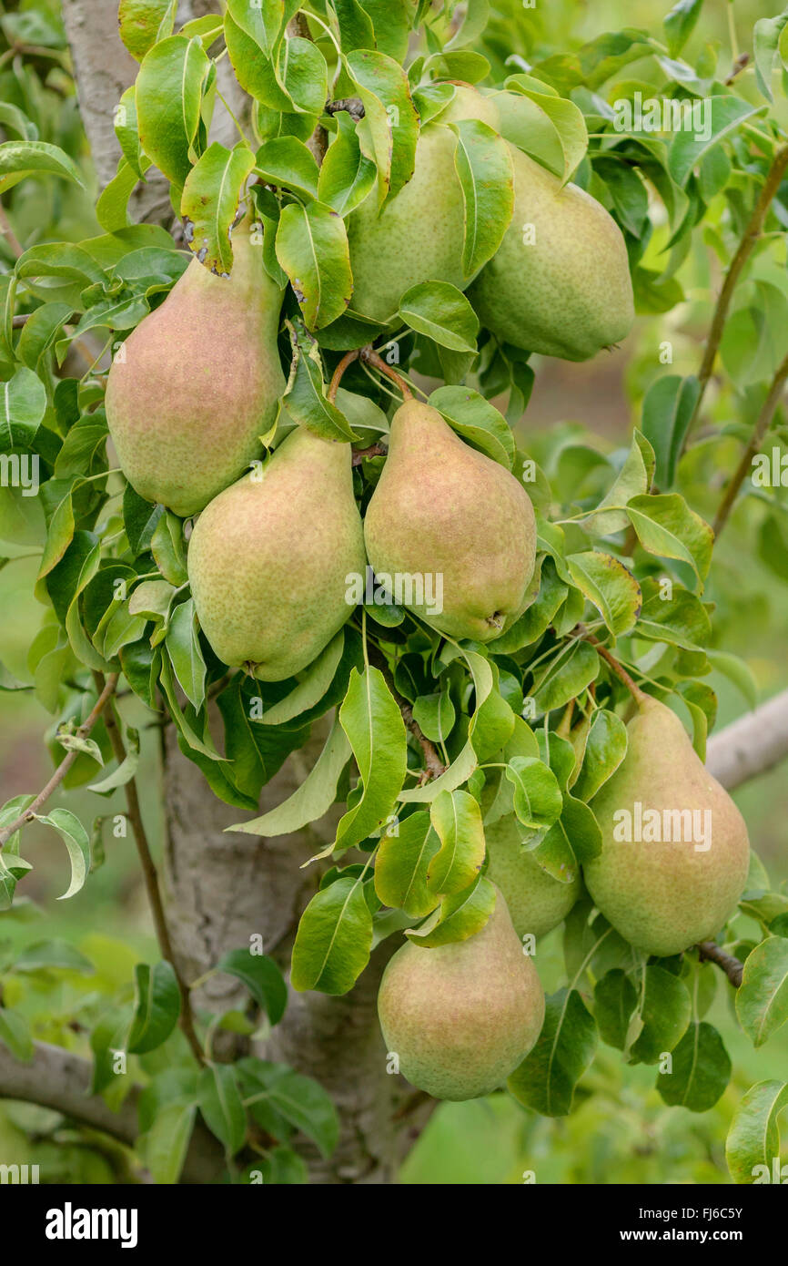 Gemeinsamen Birne (Pyrus Communis 'David', Pyrus Communis David), Birnen auf einem Baum, Sorte David, Deutschland Stockfoto