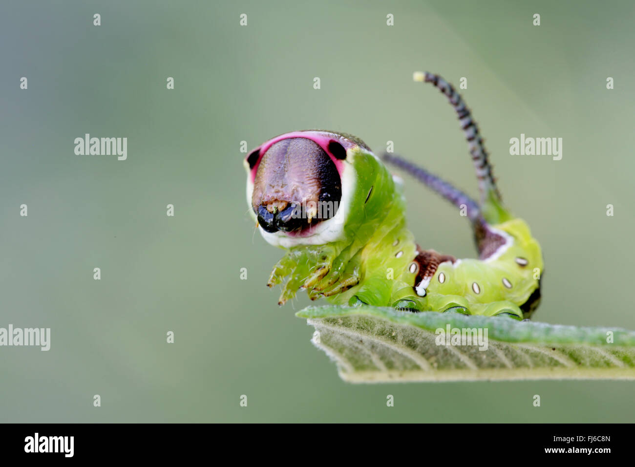 Puss Moth (Cerura Vinula, Dicranura Vinula), Raupe, bedrohlich, Deutschland, Bayern, Niederbayern, Niederbayern Stockfoto