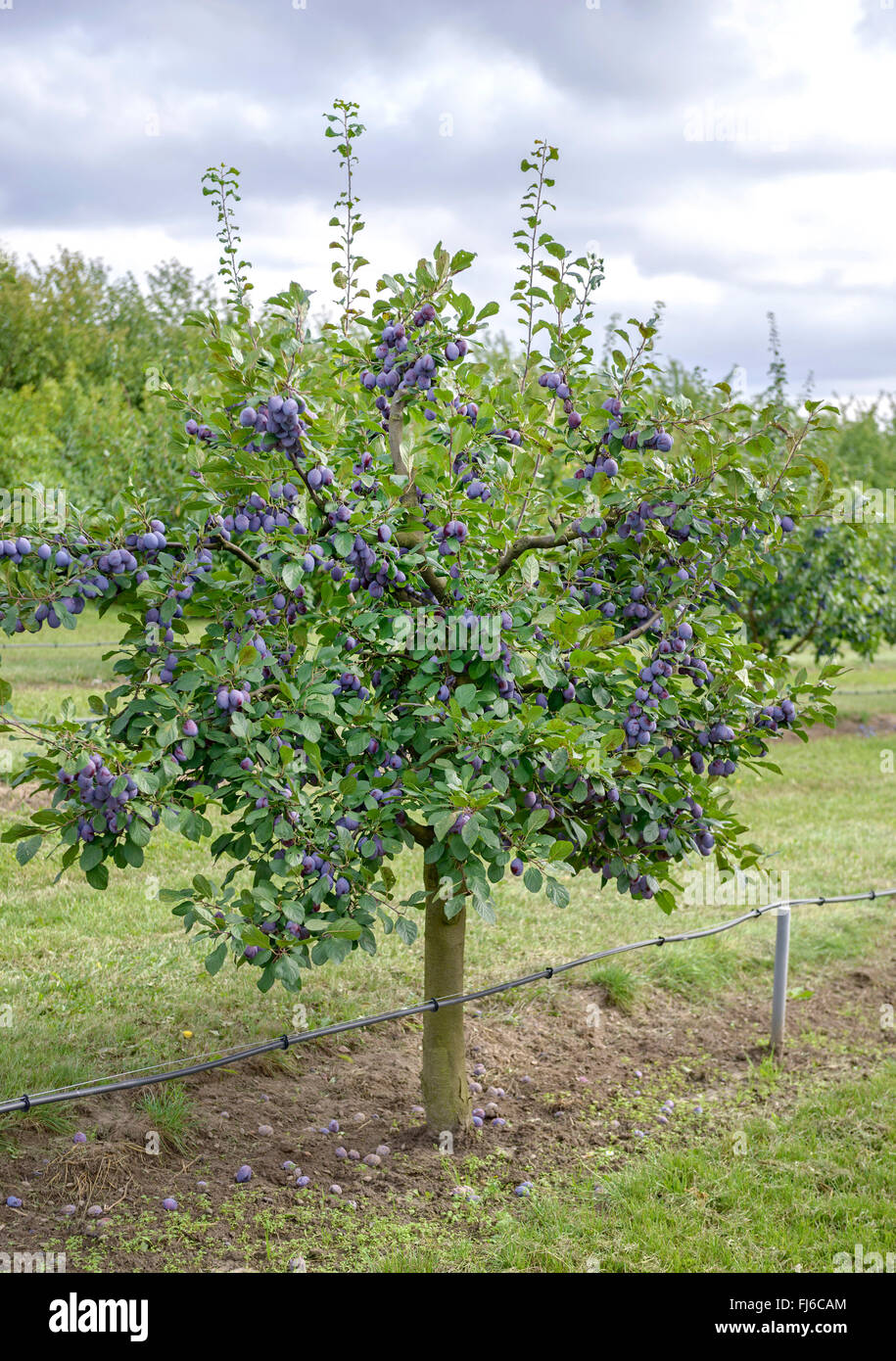 Pflaume (Prunus Domestica 'Topper', Prunus Domestica Topper), Pflaumen auf einem Ast, Sorte Topper, Deutschland Stockfoto