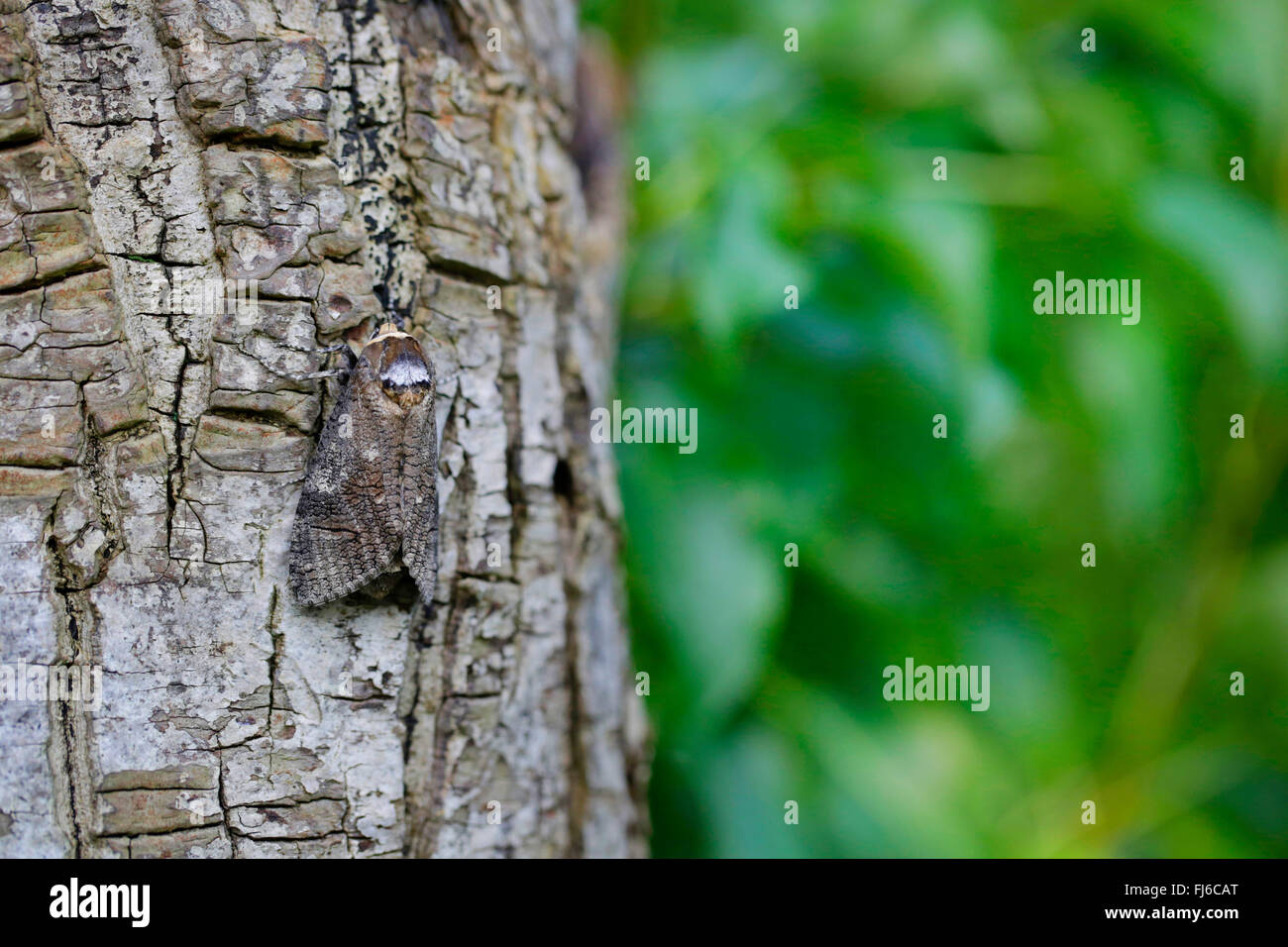 Ziege Moth (Cossus Cossus), weibliche ruht auf Bork, Deutschland, Bayern Stockfoto