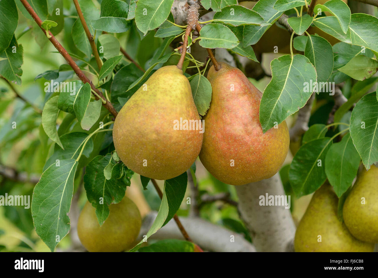 Gemeinsamen Birne (Pyrus Communis Durondeau de Tongre, Pyrus Communis Durondeau de Tongre), Birnen auf einem Baum, Sorte Durondeau de Tongre, Deutschland Stockfoto