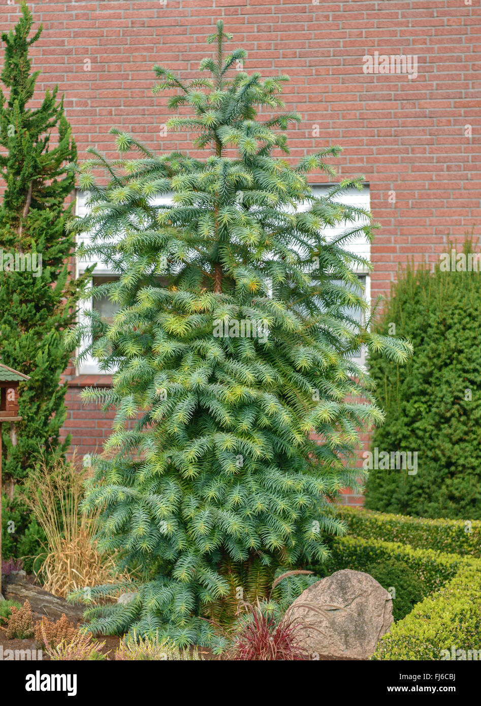 China-Tanne, chinesische Tanne, Blue China-Tanne (Cunninghamia Lanceolata 'Glauca', Cunninghamia Lanceolata Glauca), Sorte Glauca, Deutschland, Niedersachsen, Wiefelstede Stockfoto
