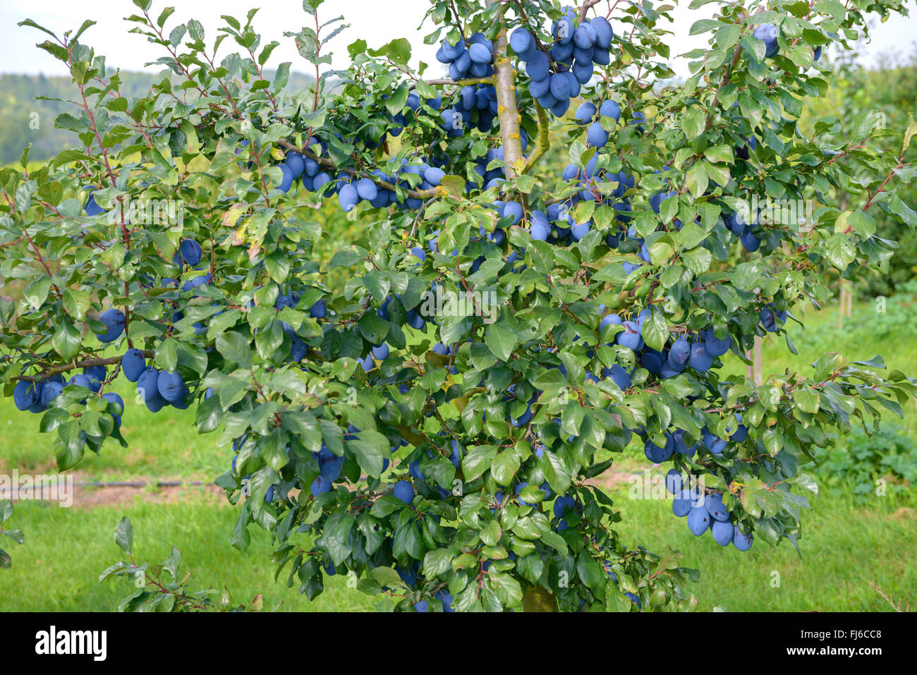 Pflaume (Prunus Domestica 'Topend Plus', Prunus Domestica Topend Plus), Pflaumen auf einem Ast, Sorte Topend Plus, Deutschland Stockfoto