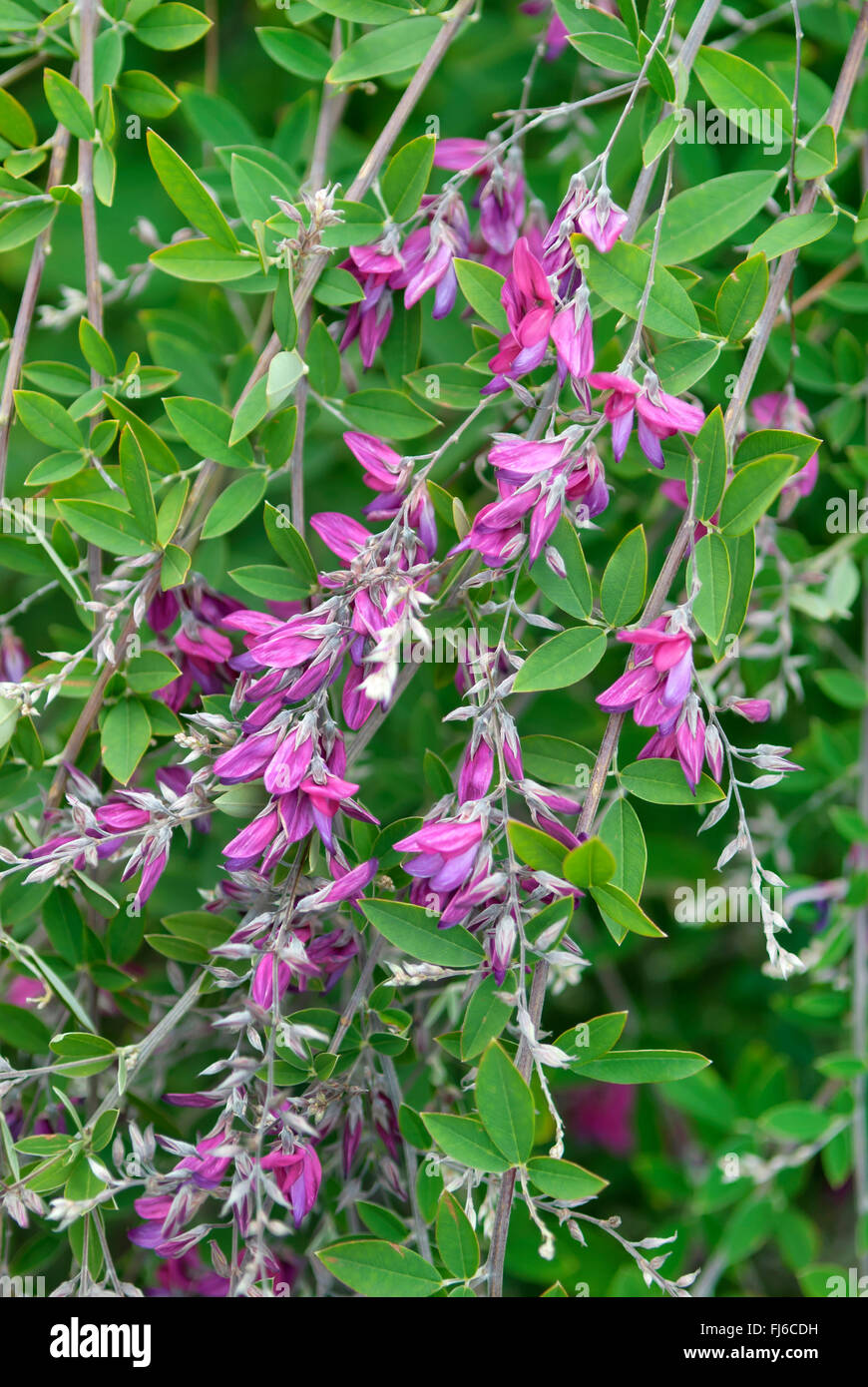 Bush Clover (Lespedeza Thunbergii), blühen, Deutschland Stockfoto