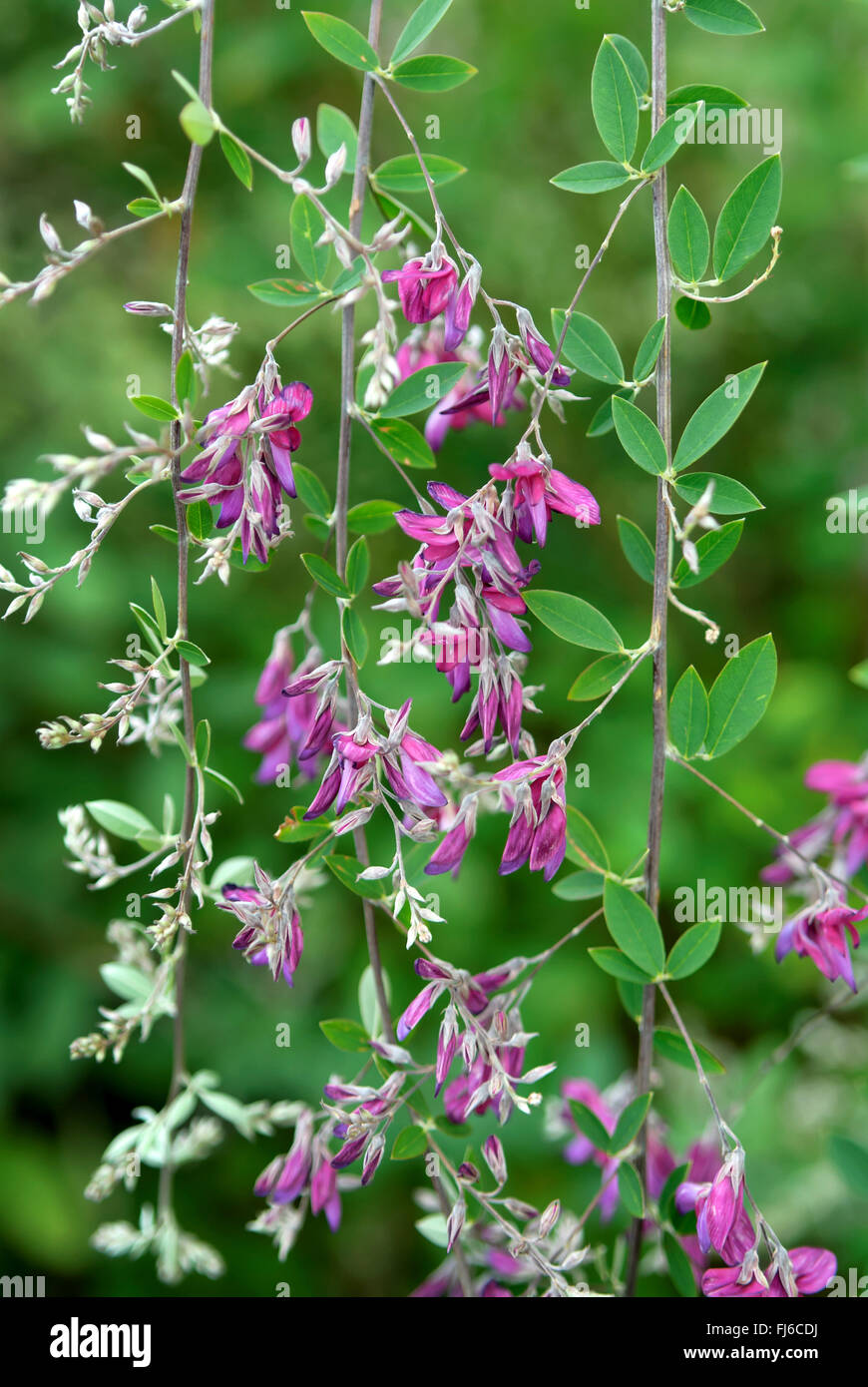 Bush Clover (Lespedeza Thunbergii), blühen, Deutschland Stockfoto