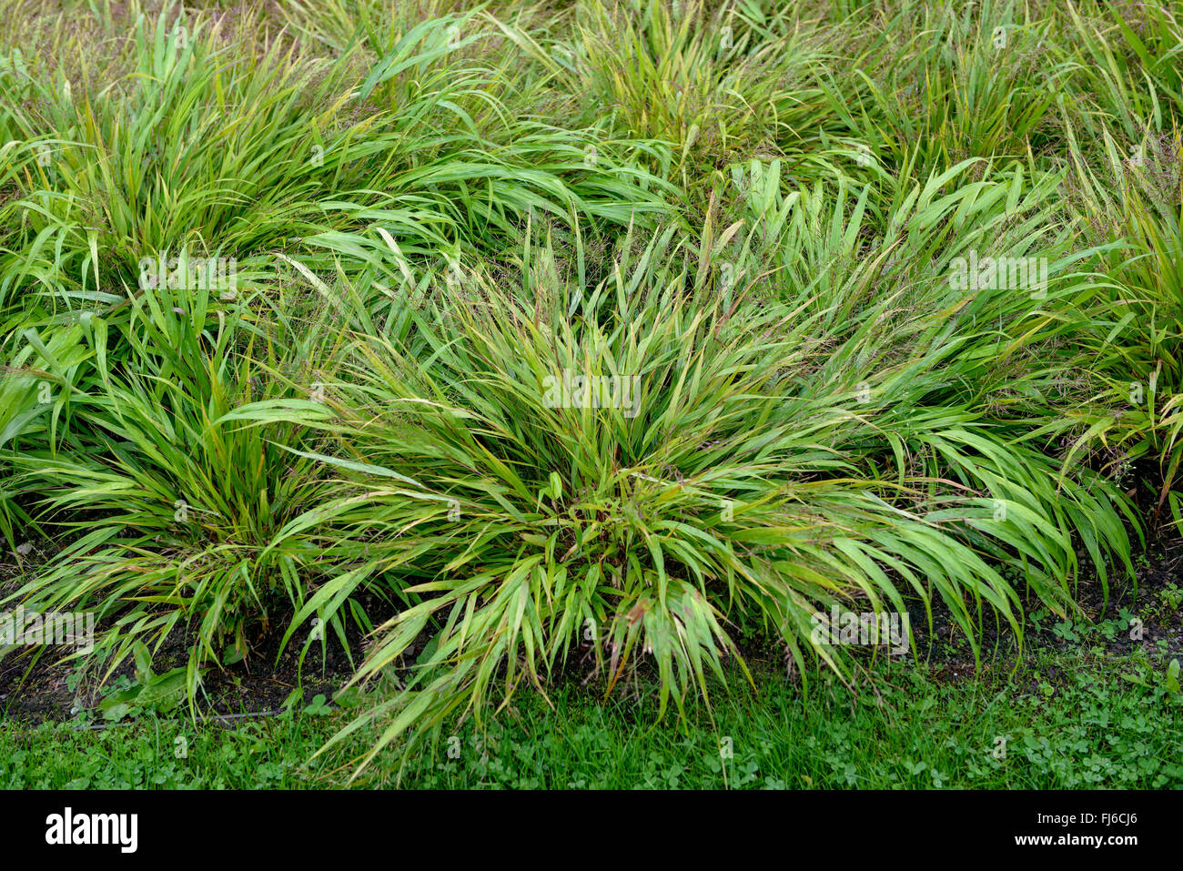 Japanische Wald Rasen, Hakone Rasen (Hakonechloa Macra), blühen Stockfoto