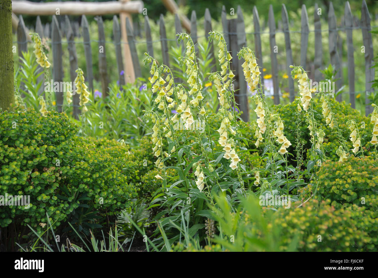 große gelbe Fingerhut, gelb mehrjährige Fingerhut (Digitalis Grandiflora), Blüte in einem Garten, Niederlande, Limburg Stockfoto