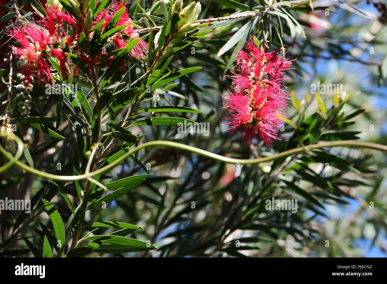 Flaschenbürste oder Marti Blüten. Der Ursprung dieser Art ist aus  Südafrika. Es ist Blume, erinnert wirklich an einen Pinsel Stockfotografie  - Alamy